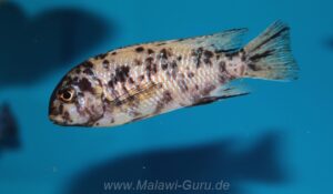 Tropheops gracilior 'Lutara Reef' (Cove Mountain)